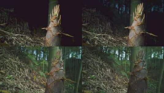 野生竹笋生长延时 竹笋露珠流淌高清在线视频素材下载