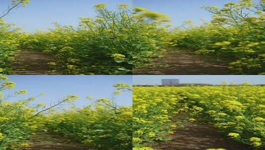 4K植物素材——油菜花高清在线视频素材下载