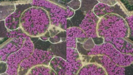 西安沣东梅园里航拍的粉色的漂亮梅花高清在线视频素材下载