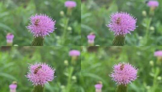 紫色小清新花朵高清在线视频素材下载