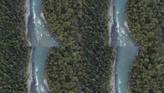 河水流经的森林禾木河高清在线视频素材下载