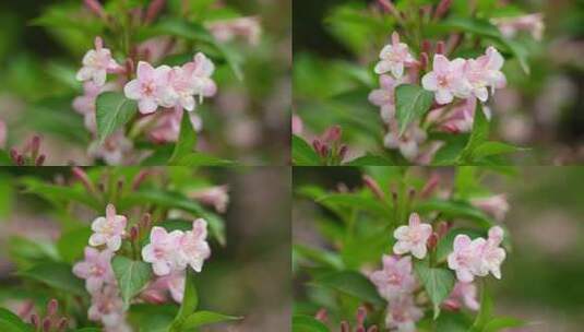 4K花卉植物素材——海仙花高清在线视频素材下载