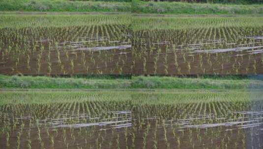 水稻种植稻秧插秧高清在线视频素材下载