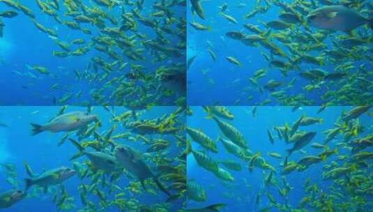 鱼群 海洋馆 水族馆 海底世界高清在线视频素材下载