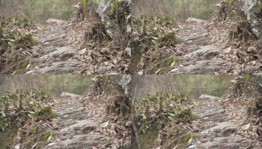 生长在石头上面的苔藓4K实拍素材高清在线视频素材下载