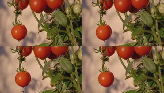 菜园里被雨打湿的番茄特写高清在线视频素材下载