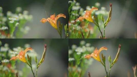 风中摇曳的花朵高清在线视频素材下载