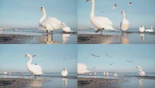 海边的天鹅海鸥高清在线视频素材下载