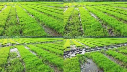 水稻培育秧苗粮食安全绿色稻田生态航拍高清在线视频素材下载
