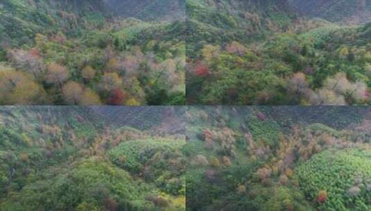 安吉九亩村中国金钱松森林公园秋色航拍高清在线视频素材下载