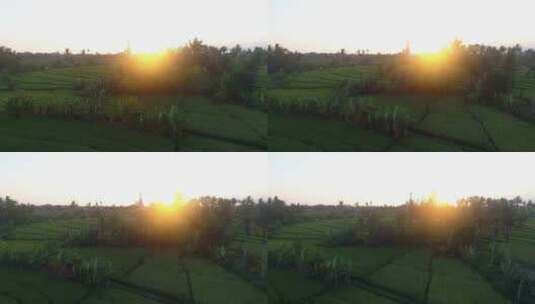 印度尼西亚的农田日落高清在线视频素材下载