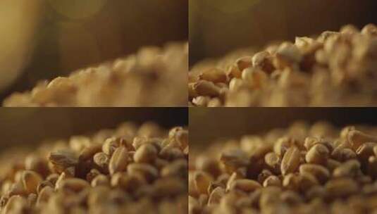 小麦粒特写3高清在线视频素材下载