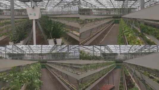 温室大棚农业有机蔬菜种植实拍高清在线视频素材下载