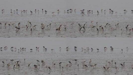 深圳湾飞行觅食的黑尾塍鹬群、鹬鸻群、鸟群高清在线视频素材下载