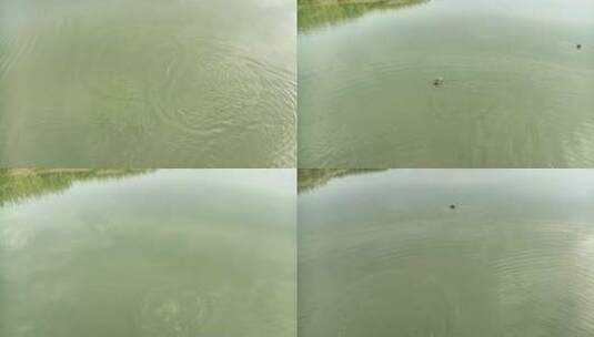 湿地公园野鸭游泳高清在线视频素材下载