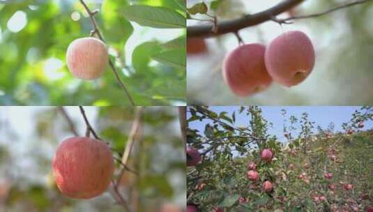 苹果 苹果树高清在线视频素材下载