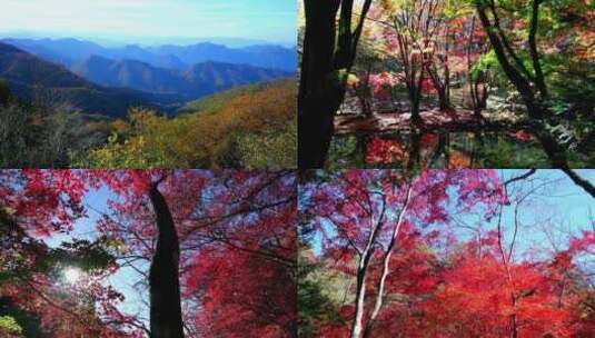 唯美大自然风光秋天秋季风景秋叶枫叶红叶高清在线视频素材下载