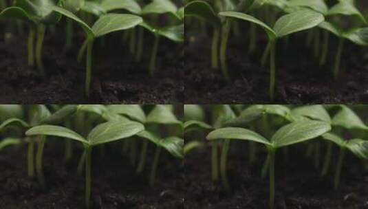 种子生根发芽植物生长生命生长高清在线视频素材下载
