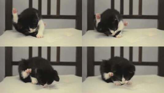 玩耍可爱的小猫咪高清在线视频素材下载