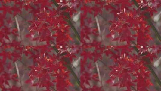 红枫树叶高清在线视频素材下载