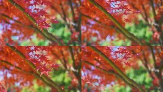 秋天风中红红火火的红枫高清在线视频素材下载