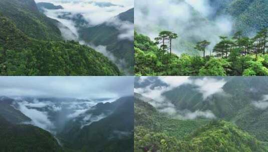 航拍大山深处原始森林云雾缭绕云海高清在线视频素材下载