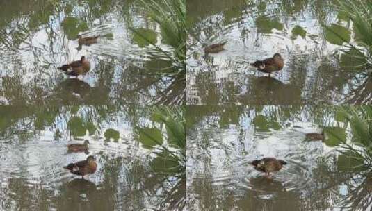 鸭子在水中漂亮的水波纹高清在线视频素材下载