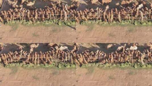 骆驼养殖高清在线视频素材下载