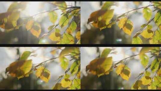 阳光透过树枝叶片高清在线视频素材下载