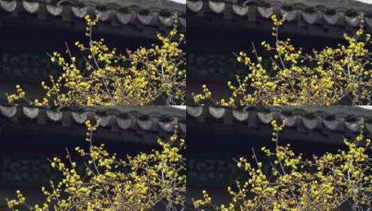 南京夫子庙瞻园古风建筑屋檐下的腊梅花高清在线视频素材下载