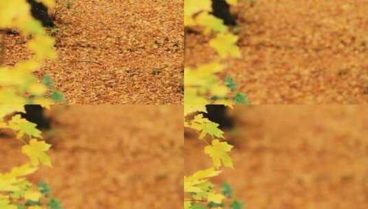 秋天落叶高清在线视频素材下载