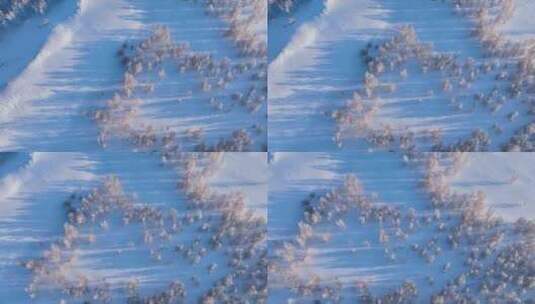 冬季白桦林雪景高清在线视频素材下载
