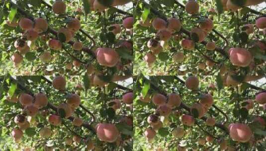 苹果 苹果树 贴字苹果 喜结良缘 夏天 阳光高清在线视频素材下载