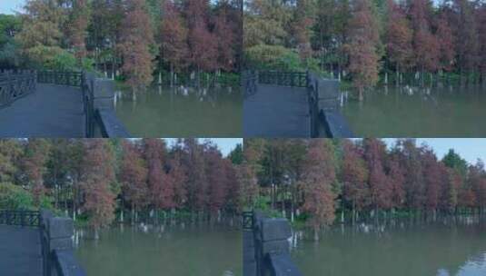 广州海珠湖公园落羽杉林湖景自然风光高清在线视频素材下载