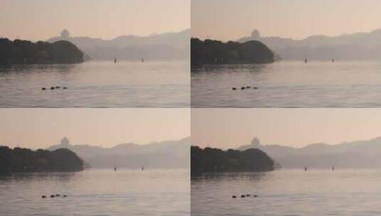 杭州西湖清晨湖面鸳鸯一家空镜高清在线视频素材下载