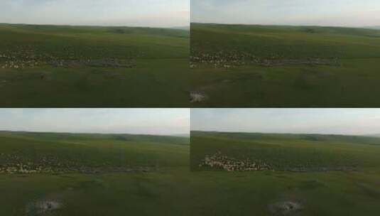 航拍呼伦贝尔草原牧场上的羊群高清在线视频素材下载