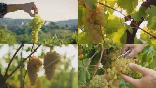 【6镜头合集】葡萄园采摘葡萄酿造葡萄酒高清在线视频素材下载