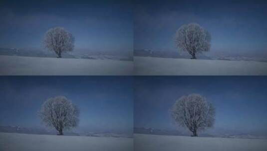 阳光透过树木在冬季自然季节的景色高清在线视频素材下载