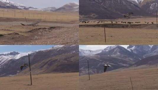 草原翱翔的秃鹫高清在线视频素材下载