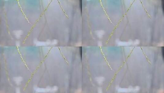 春天垂杨柳枝头柳树生长绿色发芽枝头特写高清在线视频素材下载