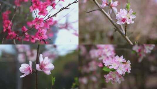 清明节春暖花开花卉摄影素材高清在线视频素材下载