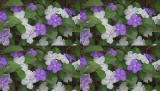 茉莉花紫花白花花朵花瓣开放高清在线视频素材下载