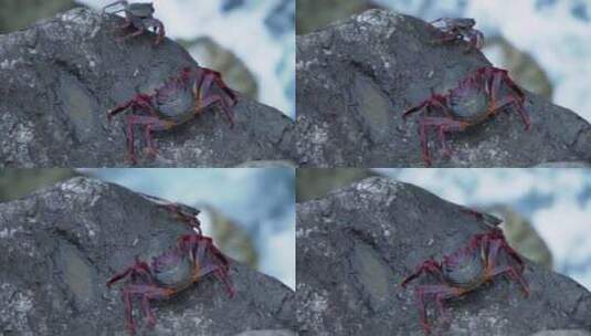 特写在岩石上休息的红螃蟹高清在线视频素材下载