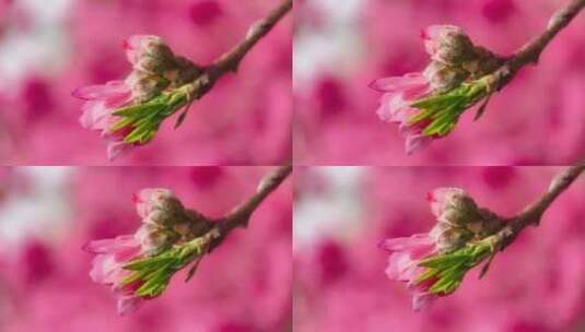 春天河边的粉色桃花高清在线视频素材下载