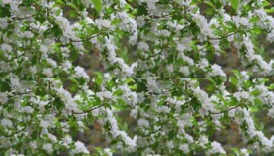 春天白色海棠花高清在线视频素材下载