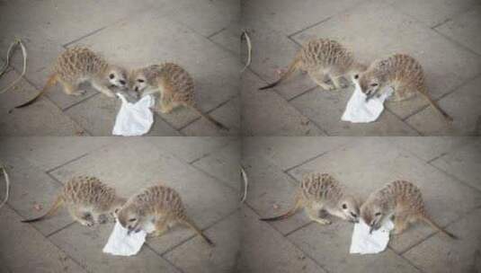 两只狐蒙在抢着撕纸玩耍高清在线视频素材下载