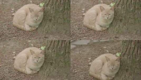 猫咪 流浪猫宠物公园秋天夏天春天树林高清在线视频素材下载