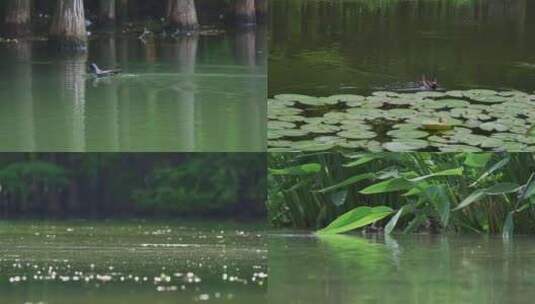 【合集】黑水鸡水中游泳喂食高清在线视频素材下载