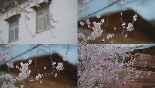 春季云南尼西藏族村落门前屋后粉色桃花盛开高清在线视频素材下载