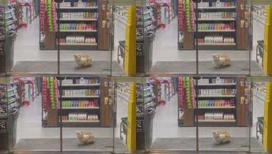 深夜便利店里窝着的小猫1高清在线视频素材下载